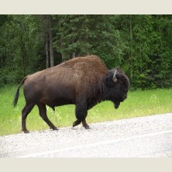 Tinas dagbog, Canada 2008. Billedegalleri.