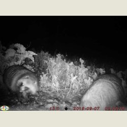 Moonshine mrhundelampe